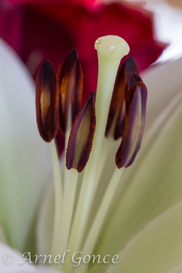 Stamen on a Day Lily